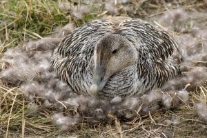 Eiderente im Nest mit Eiderdaunen