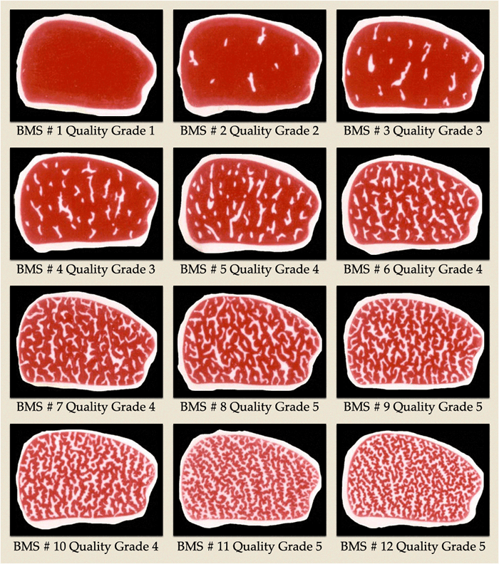 Beef Marbling Standard Quality Grades